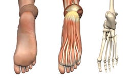anatomical fotsamkopieringar vektor illustrationer anatomical fotsamkopieringar vektor illustrationer