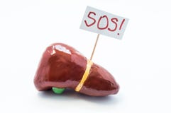 Anatomical shape of liver and gallbladder lies on white background with placard inscripted SOS, asking doctor or patient for medi stock photography Anatomical shape of liver and gallbladder lies on white background with placard inscripted SOS, asking doctor or patient for medi stock photography