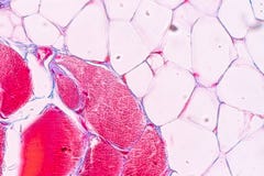 Anatomie d'éducation et physiologie de langue sous le microscopique Anatomie d'éducation et physiologie de langue sous le microscopique
