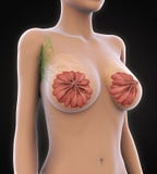 Anatomie femelle de sein illustration libre de droits Anatomie femelle de sein illustration libre de droits