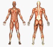 Anatomie humaine - muscles mâles