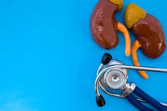 Anatomisches Studienmodell von Nieren mit den Adrenals und Stethoskop auf blauem Hintergrund besetzen Hälfte des Fotos, im zweite stockfotografie Anatomisches Studienmodell von Nieren mit den Adrenals und Stethoskop auf blauem Hintergrund besetzen Hälfte des Fotos, im zweite stockfotografie