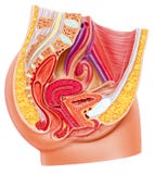 Anatomy female reproductive system, cutaway.
