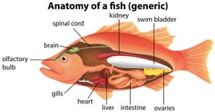 Anatomy Of A Fish Royalty Free Stock Photo - Image: 19282215