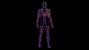 Anatomy of the human circulatory system from head to toe, computer generated. 3d rendering blood vessels. The science