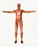Anatomy of male muscular system - anterior view stock image Anatomy of male muscular system - anterior view stock image