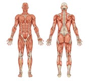 Anatomy of male muscular system - posterior and an royalty free illustration Anatomy of male muscular system - posterior and an royalty free illustration