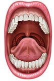 Anatomy mouth