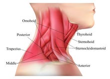 Anatomy of the neck muscles