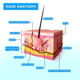 Anatomy Of Hair Royalty Free Stock Images Anatomy Of Hair Royalty Free Stock Images