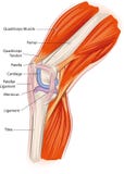 Anatomía de la rodilla ilustración del vector Anatomía de la rodilla ilustración del vector