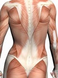 Anatomía de una mujer. stock de ilustración Anatomía de una mujer. stock de ilustración