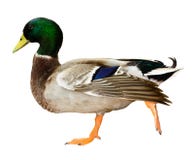 Anatra di Mallard isolata immagine stock libera da diritti Anatra di Mallard isolata immagine stock libera da diritti