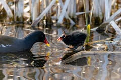 Anatroccolo della gallinella d'acqua che è alimentato dall'adulto Le ali dell'assomigliare dell'anatroccolo ai corni immagini stock Anatroccolo della gallinella d'acqua che è alimentato dall'adulto Le ali dell'assomigliare dell'anatroccolo ai corni immagini stock
