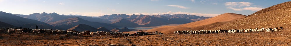 Anche il punto di vista panoramico delle capre e delle pecore raduni fotografia stock Anche il punto di vista panoramico delle capre e delle pecore raduni fotografia stock