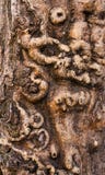 Ancient Bark Texture Royalty Free Stock Photo Ancient Bark Texture Royalty Free Stock Photo