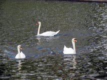 Europe, Belgium, West Flanders, Bruges,three swans floating on the canal in spring stock image Europe, Belgium, West Flanders, Bruges,three swans floating on the canal in spring stock image