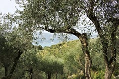 Olive grove on the sea of Liguria stock images Olive grove on the sea of Liguria stock images