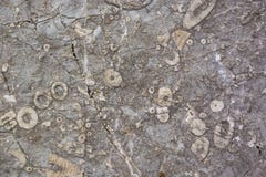 Ancient remains in a stone. The texture of paleontology. stock photography Ancient remains in a stone. The texture of paleontology. stock photography