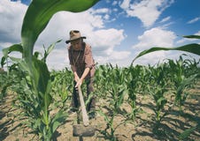 Ancião que trabalha no campo de milho imagem de stock Ancião que trabalha no campo de milho imagem de stock