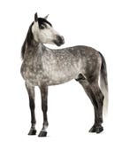 Andalou, 7 années, regardant en arrière, également connues sous le nom de cheval espagnol pur photo stock Andalou, 7 années, regardant en arrière, également connues sous le nom de cheval espagnol pur photo stock