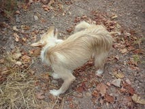 Andalusian race dog. Podenco andaluz a native race in the variety ofrece long hair Stock Photo Andalusian race dog. Podenco andaluz a native race in the variety ofrece long hair Stock Photo