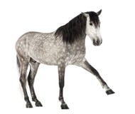 Andalusian raising front leg, 7 years old, also known as the Pure Spanish Horse or PRE royalty free stock photo Andalusian raising front leg, 7 years old, also known as the Pure Spanish Horse or PRE royalty free stock photo