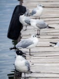 Andes gull in a dock in Copacabana, lake Titicaca stock images Andes gull in a dock in Copacabana, lake Titicaca stock images