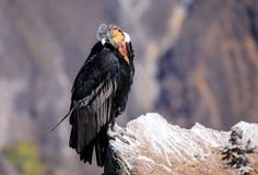 Andescondorzitting in Mirador Cruz del Condor in Colca-Canion royalty-vrije stock foto Andescondorzitting in Mirador Cruz del Condor in Colca-Canion royalty-vrije stock foto
