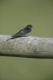 Andorinha, rustica do Hirundo, imagem de stock Andorinha, rustica do Hirundo, imagem de stock