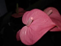 Andraeanum d'Andre Anthurium Anthurium de fleur image stock Andraeanum d'Andre Anthurium Anthurium de fleur image stock