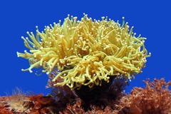 Anemone di mare immagini stock libere da diritti Anemone di mare immagini stock libere da diritti