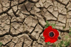 Anemone On A Cracked Mud Background Stock Images Anemone On A Cracked Mud Background Stock Images