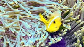 Anemonefish пряча в своей ветренице, Мальдивы стоковое фото Anemonefish пряча в своей ветренице, Мальдивы стоковое фото