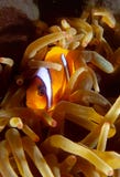 Anemonowa błazen ryba chował wśrodku anemonu fotografia stock Anemonowa błazen ryba chował wśrodku anemonu fotografia stock