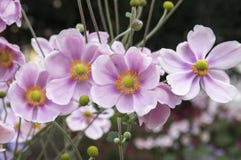 Anemonowy hupehensis japonica, Japoński anemon, thimbleweed windflower w kwiacie obrazy stock Anemonowy hupehensis japonica, Japoński anemon, thimbleweed windflower w kwiacie obrazy stock