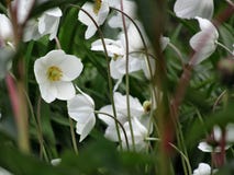 Anemonowy hupehensis kwitnie Lemoine obraz royalty free Anemonowy hupehensis kwitnie Lemoine obraz royalty free