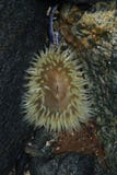 anemonowy morza fotografia stock anemonowy morza fotografia stock