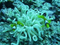 anemonwhite Royaltyfria Bilder