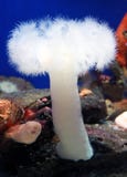anemonwhite Fotografering för Bildbyråer