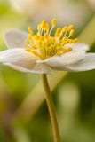 anemonwhite Royaltyfria Foton