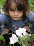 anemonwhite Arkivfoto
