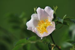 anemonwhite Royaltyfri Bild