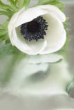 anemonwhite Arkivfoto