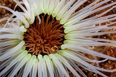 anemonwhite Arkivfoto