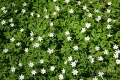 Anemony dubravny & x28 άνθησης Nemorosa Λ Anemone & x29 Υπόβαθρο Στοκ εικόνες με δικαίωμα ελεύθερης χρήσης