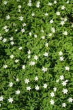 Anemony dubravny άνθησης (nemorosa Λ Anemone ) Υπόβαθρο Στοκ Εικόνες