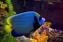 Angelfish Angelfish