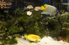 Angelfish swim in aquarium glass tank stock photos Angelfish swim in aquarium glass tank stock photos