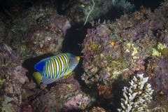angelfish βασιλοπρεπής στοκ εικόνα με δικαίωμα ελεύθερης χρήσης angelfish βασιλοπρεπής στοκ εικόνα με δικαίωμα ελεύθερης χρήσης